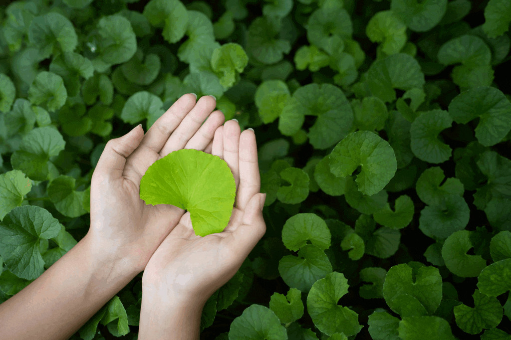 Indiefog Naturals Holistic Wellness