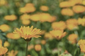 Soft yellow calendula flowers blooming in spring sunlight, representing gentle botanical support for sensitive and reactive skin.